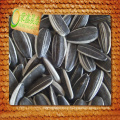 black shelled striped sunflower seeds